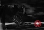 Image of Huskies Wonalancet New Hampshire USA, 1936, second 31 stock footage video 65675051396
