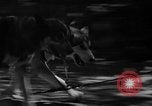 Image of Huskies Wonalancet New Hampshire USA, 1936, second 32 stock footage video 65675051396