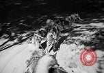 Image of Huskies Wonalancet New Hampshire USA, 1936, second 34 stock footage video 65675051396
