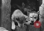 Image of Huskies Wonalancet New Hampshire USA, 1936, second 37 stock footage video 65675051396