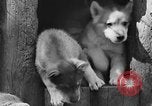Image of Huskies Wonalancet New Hampshire USA, 1936, second 38 stock footage video 65675051396