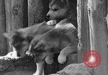 Image of Huskies Wonalancet New Hampshire USA, 1936, second 39 stock footage video 65675051396