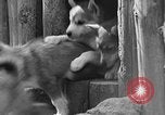 Image of Huskies Wonalancet New Hampshire USA, 1936, second 40 stock footage video 65675051396