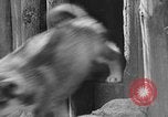 Image of Huskies Wonalancet New Hampshire USA, 1936, second 41 stock footage video 65675051396