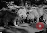Image of Huskies Wonalancet New Hampshire USA, 1936, second 42 stock footage video 65675051396