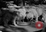 Image of Huskies Wonalancet New Hampshire USA, 1936, second 43 stock footage video 65675051396