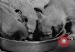 Image of Huskies Wonalancet New Hampshire USA, 1936, second 44 stock footage video 65675051396