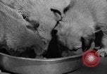 Image of Huskies Wonalancet New Hampshire USA, 1936, second 45 stock footage video 65675051396