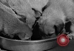 Image of Huskies Wonalancet New Hampshire USA, 1936, second 46 stock footage video 65675051396