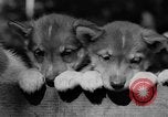 Image of Huskies Wonalancet New Hampshire USA, 1936, second 47 stock footage video 65675051396