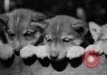 Image of Huskies Wonalancet New Hampshire USA, 1936, second 48 stock footage video 65675051396