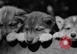 Image of Huskies Wonalancet New Hampshire USA, 1936, second 49 stock footage video 65675051396