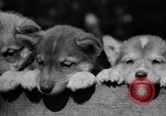 Image of Huskies Wonalancet New Hampshire USA, 1936, second 50 stock footage video 65675051396