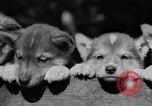 Image of Huskies Wonalancet New Hampshire USA, 1936, second 51 stock footage video 65675051396