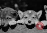 Image of Huskies Wonalancet New Hampshire USA, 1936, second 52 stock footage video 65675051396