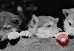 Image of Huskies Wonalancet New Hampshire USA, 1936, second 53 stock footage video 65675051396