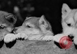 Image of Huskies Wonalancet New Hampshire USA, 1936, second 54 stock footage video 65675051396