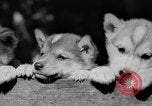Image of Huskies Wonalancet New Hampshire USA, 1936, second 55 stock footage video 65675051396