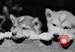Image of Huskies Wonalancet New Hampshire USA, 1936, second 56 stock footage video 65675051396