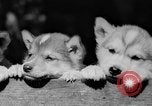 Image of Huskies Wonalancet New Hampshire USA, 1936, second 57 stock footage video 65675051396