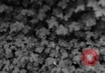 Image of American soldiers Cherbourg Normandy France, 1944, second 52 stock footage video 65675051430
