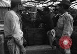Image of Okinawan civilians Okinawa Ryukyu Islands, 1945, second 13 stock footage video 65675051469