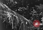 Image civils d'Okinawa Taira Okinawa îles Ryukyu, 1945, de la seconde 60 séquences d'archives historiques vidéo 65675051478