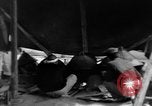 Standbild Okinawa Menschen Okinawa Ryukyu Inseln, 1945, aus Sekunde 10 historischem Filmmaterial Videoclip 65675051483