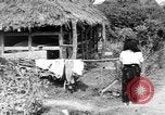 Standbild Okinawa Menschen Okinawa Ryukyu Inseln, 1945, aus Sekunde 60 historischem Filmmaterial Videoclip 65675051489