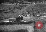 Image of Okinawa people Okinawa Ryukyu Islands, 1945, second 24 stock footage video 65675051490