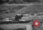 Image of Okinawa people Okinawa Ryukyu Islands, 1945, second 26 stock footage video 65675051490