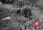 Image of Okinawa people Okinawa Ryukyu Islands, 1945, second 62 stock footage video 65675051493