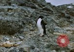Standbild South Pole Expedition Südpol, 1939, aus Sekunde 4 historischem Filmmaterial Videoclip 65675051520