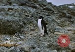Standbild South Pole Expedition Südpol, 1939, aus Sekunde 5 historischem Filmmaterial Videoclip 65675051520