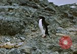 Standbild South Pole Expedition Südpol, 1939, aus Sekunde 6 historischem Filmmaterial Videoclip 65675051520