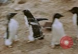 Standbild South Pole Expedition Südpol, 1939, aus Sekunde 45 historischem Filmmaterial Videoclip 65675051520