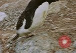 Standbild South Pole Expedition Südpol, 1939, aus Sekunde 51 historischem Filmmaterial Videoclip 65675051520