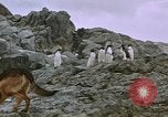 Image South Pole expedition Pôle Sud, 1939, de la seconde 19 séquences d'archives historiques vidéo 65675051521