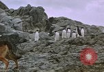 Image South Pole expedition Pôle Sud, 1939, de la seconde 20 séquences d'archives historiques vidéo 65675051521