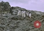 Image South Pole expedition Pôle Sud, 1939, de la seconde 21 séquences d'archives historiques vidéo 65675051521