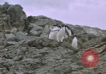 Image South Pole expedition Pôle Sud, 1939, de la seconde 22 séquences d'archives historiques vidéo 65675051521