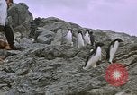 Image South Pole expedition Pôle Sud, 1939, de la seconde 24 séquences d'archives historiques vidéo 65675051521
