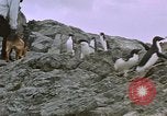 Image South Pole expedition Pôle Sud, 1939, de la seconde 25 séquences d'archives historiques vidéo 65675051521