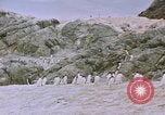 Image South Pole expedition Pôle Sud, 1939, de la seconde 41 séquences d'archives historiques vidéo 65675051521