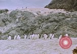 Image South Pole expedition Pôle Sud, 1939, de la seconde 45 séquences d'archives historiques vidéo 65675051521