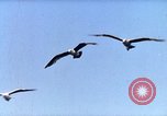Image of Advertisement for smooth ride of 1939 Ford automobiles United States USA, 1939, second 32 stock footage video 65675051551