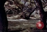 Image of People visiting a forest in their 1939 Ford car United States USA, 1939, second 5 stock footage video 65675051552