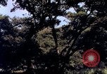 Image of People visiting a forest in their 1939 Ford car United States USA, 1939, second 9 stock footage video 65675051552