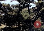 Image of People visiting a forest in their 1939 Ford car United States USA, 1939, second 10 stock footage video 65675051552