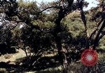 Image of People visiting a forest in their 1939 Ford car United States USA, 1939, second 11 stock footage video 65675051552